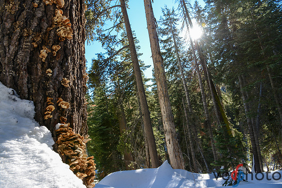 Alta Peak-23