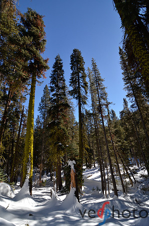 Alta Peak-58